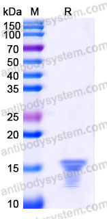 YHB40502, SDS-PAGE