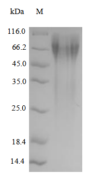 SDS-PAGE