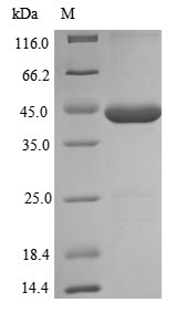 SDS-PAGE