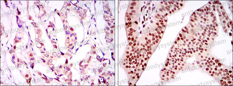 Валидация AntibodySystem RHB22004 (287)