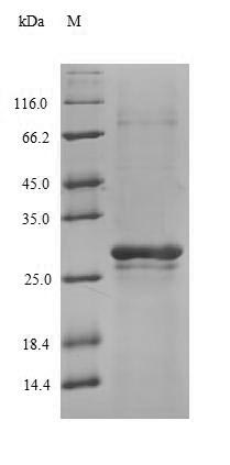 SDS-PAGE
