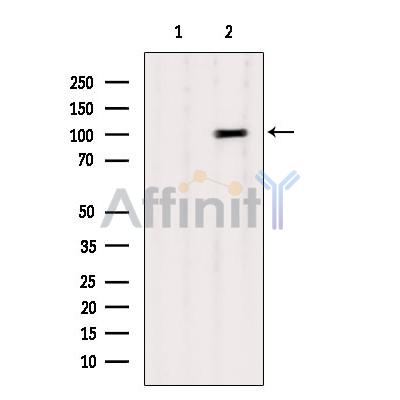 Валидация Affinity DF7428 - 19173