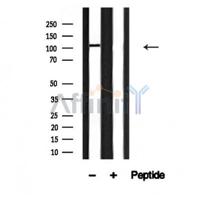 Валидация Affinity AF4629 - 2241