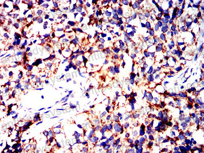 Валидация AntibodySystem RHG85602 (3093)