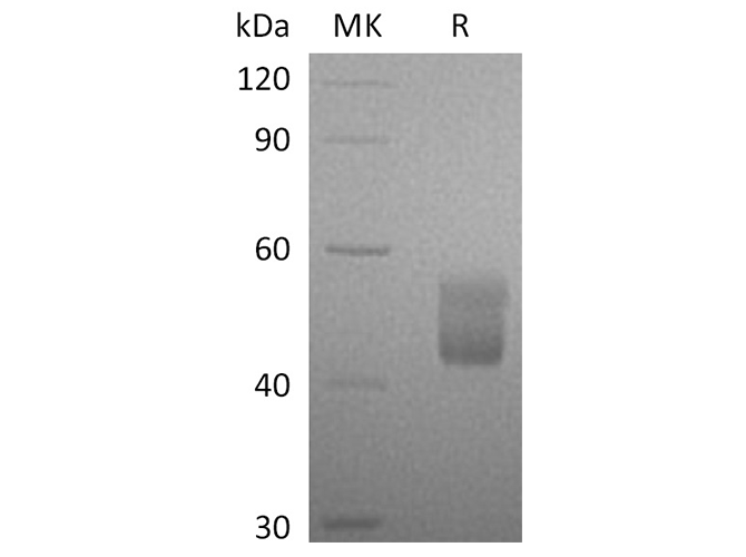 Валидация Elabscience PKSH033711(3989)