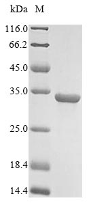 SDS-PAGE