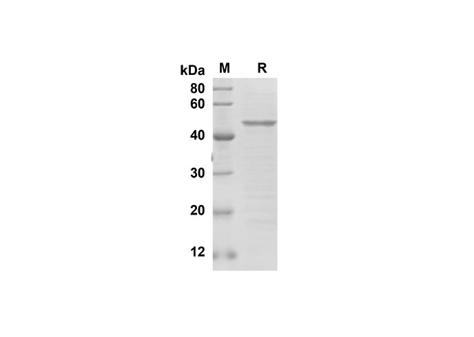 Валидация Elabscience PDEH100613(125)