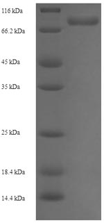 SDS-PAGE