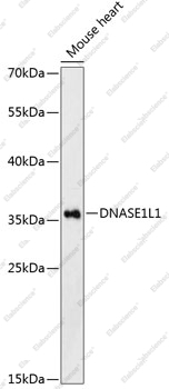 Вестерн-блоттинг, DNASE1L1, ткань сердца мыши