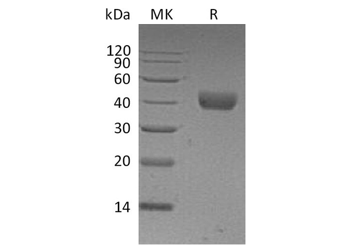 Валидация Elabscience PKSH033780(4051)