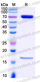 AHJ24004, SDS-PAGE
