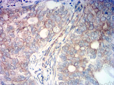 Валидация AntibodySystem RHG32202 (2911)