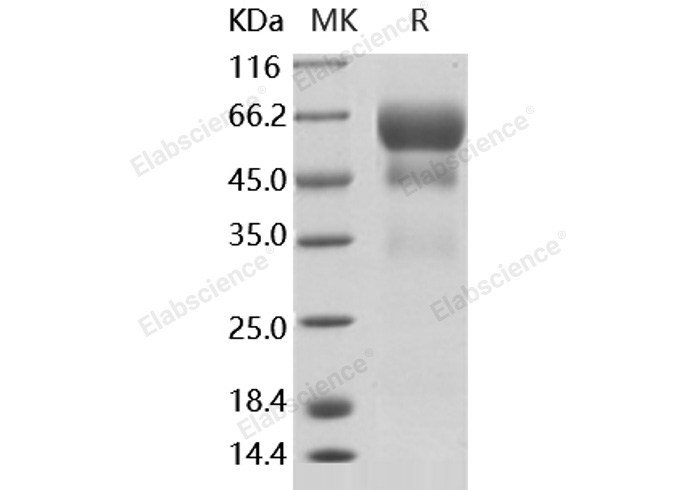Валидация Elabscience PKSH030491(1408)