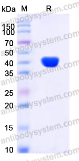 EHA93601, SDS-PAGE