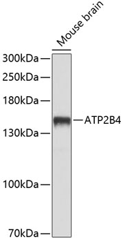 Валидация Elabscience E-AB-65735