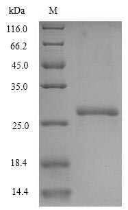 SDS-PAGE