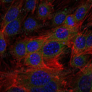 Валидация IF - AntibodySystem RHB99301