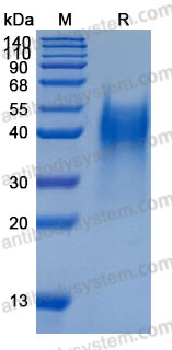 Валидация AntibodySystem AMD08001