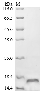 SDS-PAGE