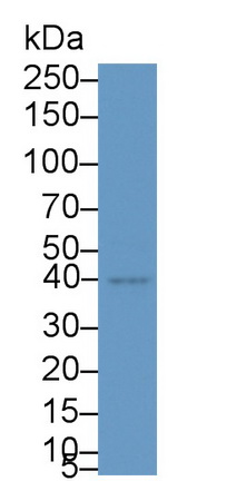 21643