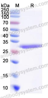 Валидация AntibodySystem YXX24201