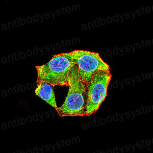 Валидация IF - AntibodySystem RHC86601