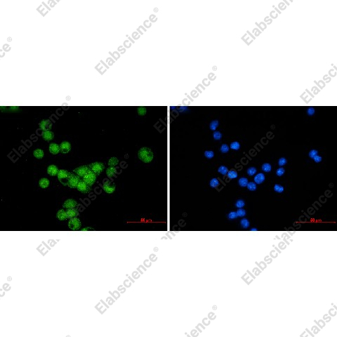 Иммунофлуоресценция, Cyclin E2, клетки MCF-7