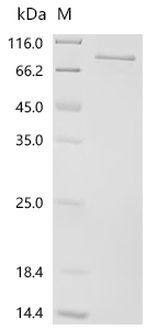 SDS-PAGE