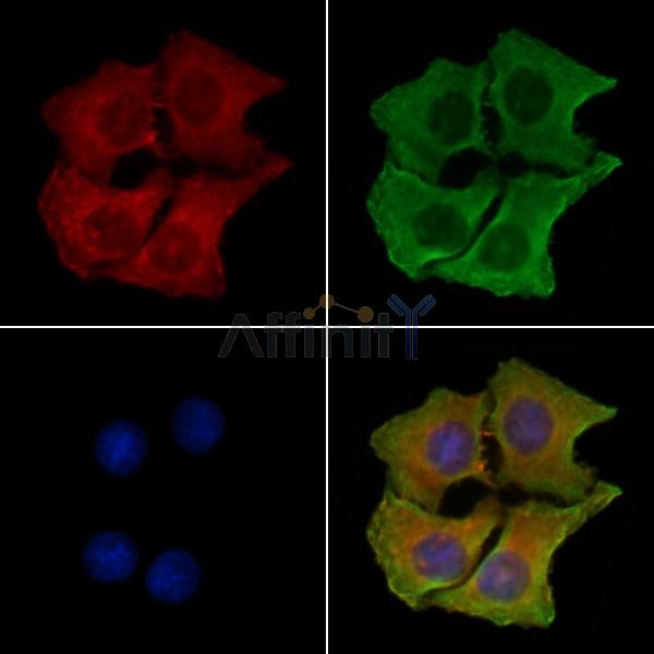 Валидация Affinity DF4292 - 15706