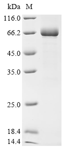 SDS-PAGE