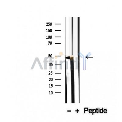 Валидация Affinity DF12478 - 7037