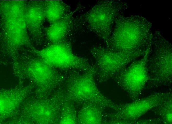 Валидация AssayVector ARM1007(22)