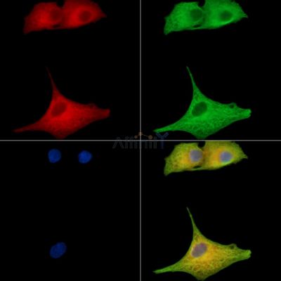 Валидация Affinity DF15830 - 12335