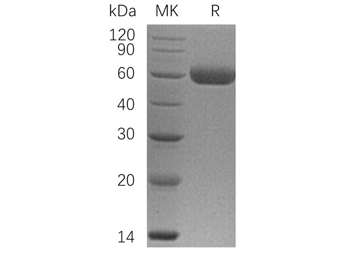 Валидация Elabscience PKSH033573(3868)