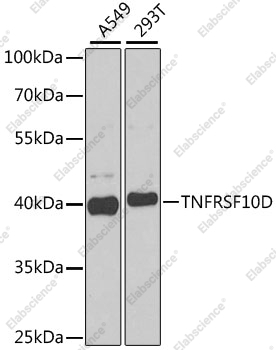 Вестерн-блоттинг, TNFRSF10D, различные клеточные линии