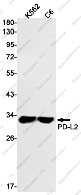 Вестерн-блоттинг, PD-L2, клетки K562 и C6