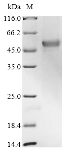 SDS-PAGE