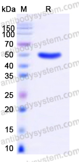 EHD84401, SDS-PAGE