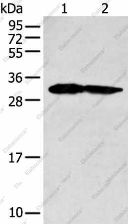 Вестерн-блоттинг, PCNA, клетки 293T и HEPG2