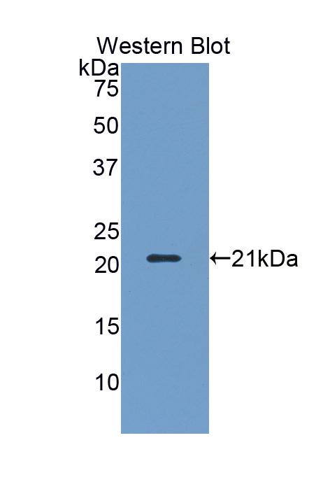 50748