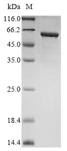 SDS-PAGE
