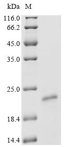 SDS-PAGE