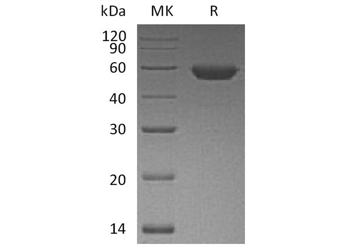 Валидация Elabscience PKSH033479(3785)