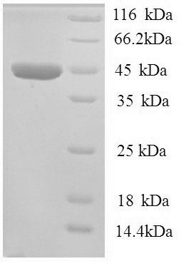 SDS-PAGE