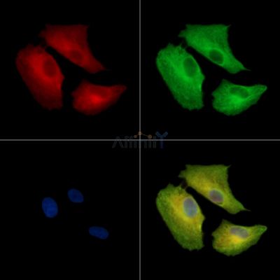 Валидация Affinity DF15848 - 12355