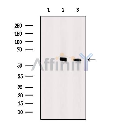 Валидация Affinity DF2900 - 13625