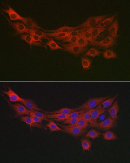 Валидация Elabscience E-AB-90030
