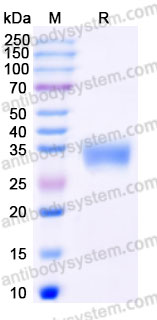 EHE95602, SDS-PAGE