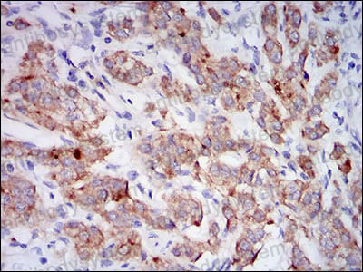 Валидация AntibodySystem RHC33004 (884)