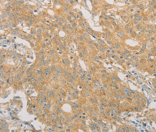 Валидация Elabscience E-AB-14676